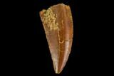 Serrated, Raptor Tooth - Real Dinosaur Tooth #127066-1